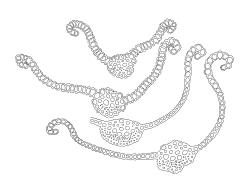 Gertrudiella torquata, leaf cross-sections. Drawn from J.E. Beever 99-84b, CHR 611397.
 Image: R.D. Seppelt © R.D.Seppelt All rights reserved